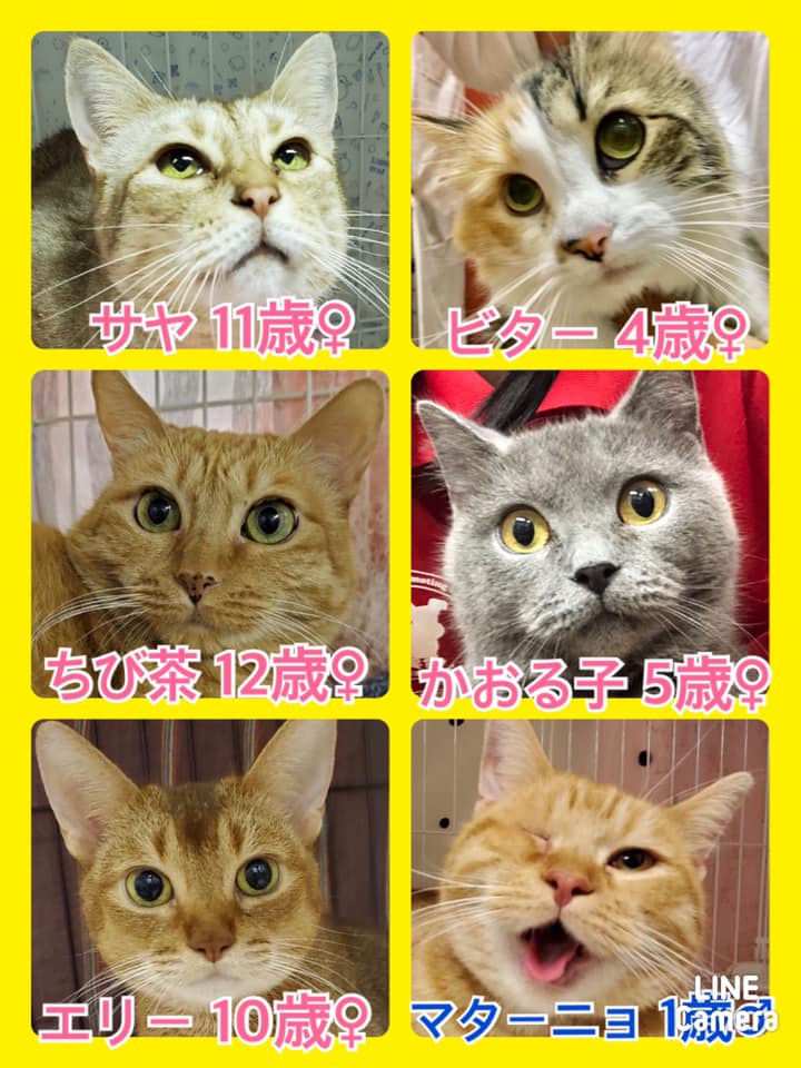 🐾今日の里親様募集中ニャンコ🐱メンバーです🐾2020,9,9